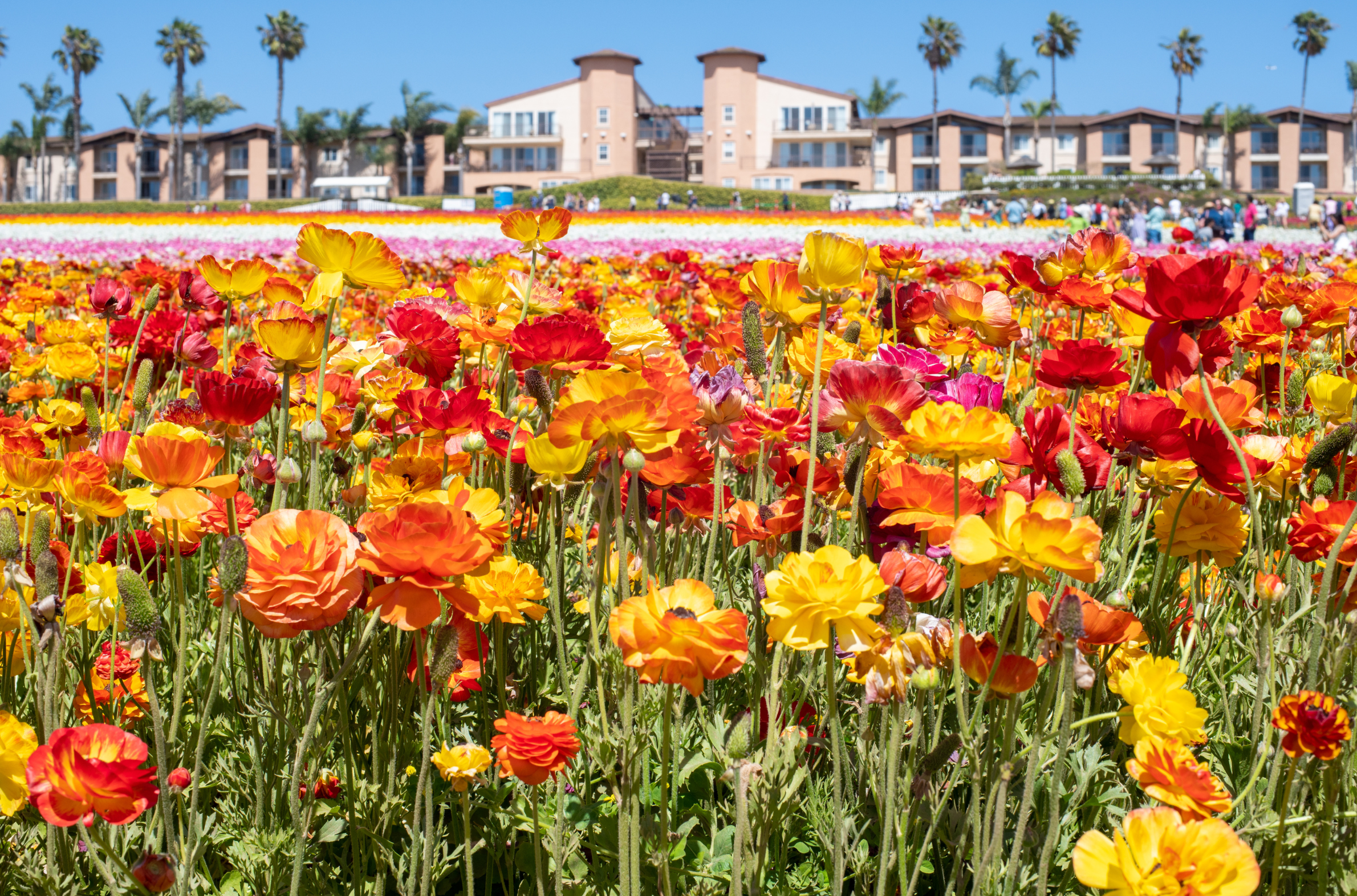 Carlsbad, San Diego